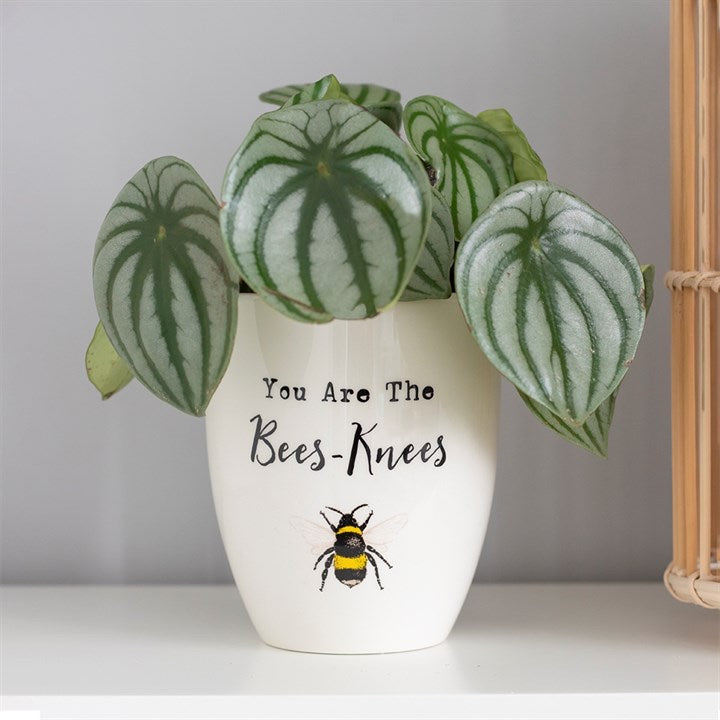 THE BEES KNEES CERAMIC PLANT POT