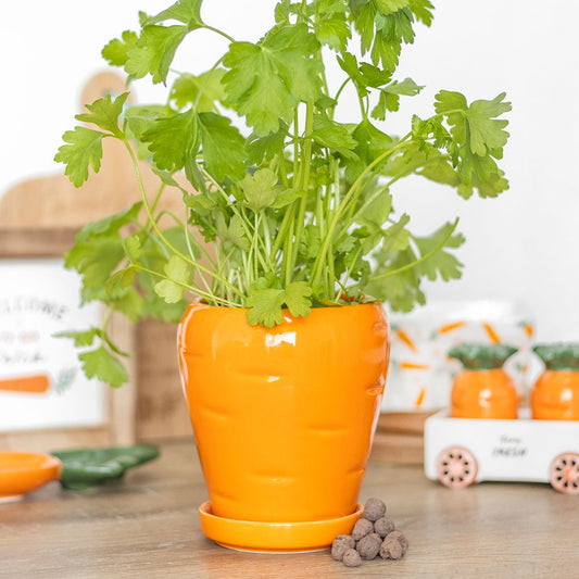 CARROT SHAPED PLANT POT WITH PARSLEY SEED BALLS